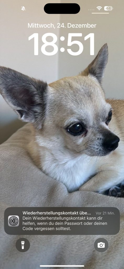 Ein Chihuahuas sitzt entspannt auf einem hellen Stoff, während eine Benachrichtigung über den Wiederherstellungskontakt auf dem Bildschirm eines Smartphones angezeigt wird.